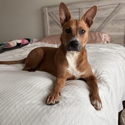 Moose, a Adoptable mixed breed in Houston, TX image 1/4