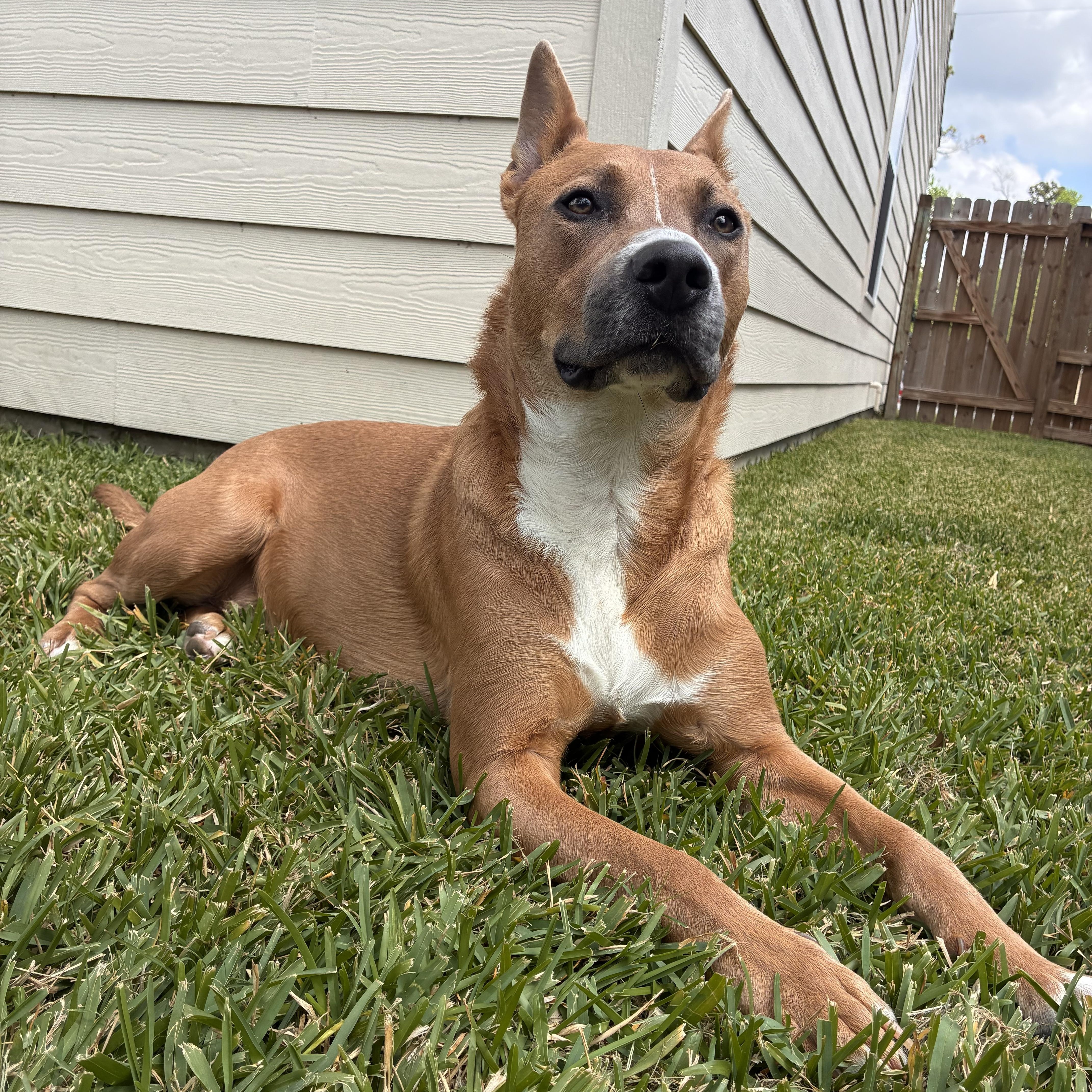 Moose, a Adoptable mixed breed in Houston, TX image 2/4