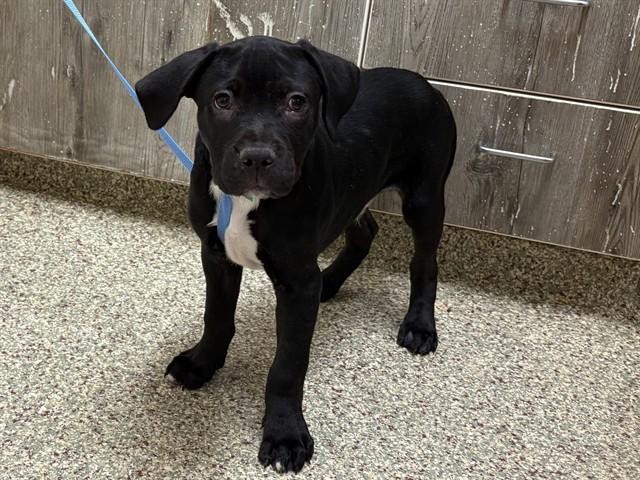 WOW WOW WUBBZY, Adoptable, Puppy Male Pit Bull Terrier & Mixed Breed.