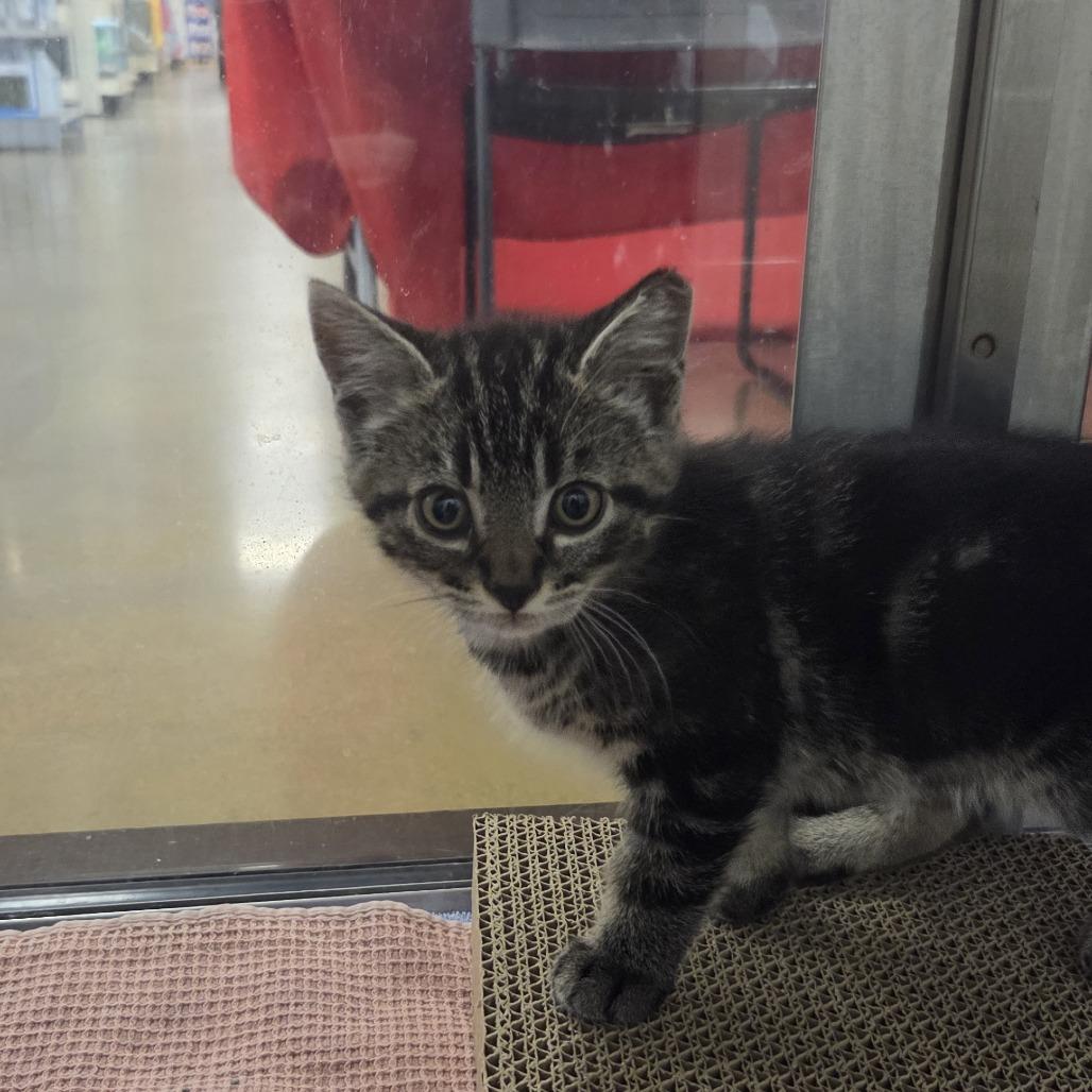 Davey, Adoptable, Kitten Male Domestic Short Hair.