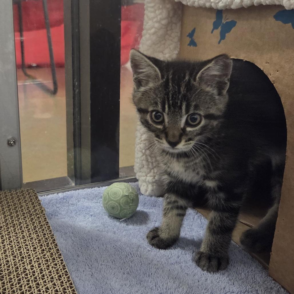Davey, a Adoptable Domestic Short Hair in Allyn, WA image 2/3