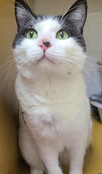 Enlarge Panda, a Adoptable mixed breed in Phoenix, AZ image 1/2