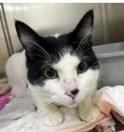 Enlarge Panda, a Adoptable mixed breed in Phoenix, AZ image 2/2