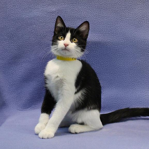 Enlarge Aurora, a ADOPTABLE Domestic Short Hair in Overland Park, KS image 2/2