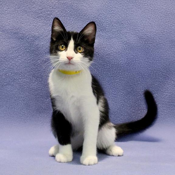 Enlarge Aurora, a ADOPTABLE Domestic Short Hair in Overland Park, KS image 1/2
