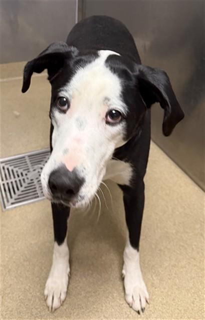 Enlarge BINGO, a Adoptable Labrador Retriever in Lancaster, CA image 1/1