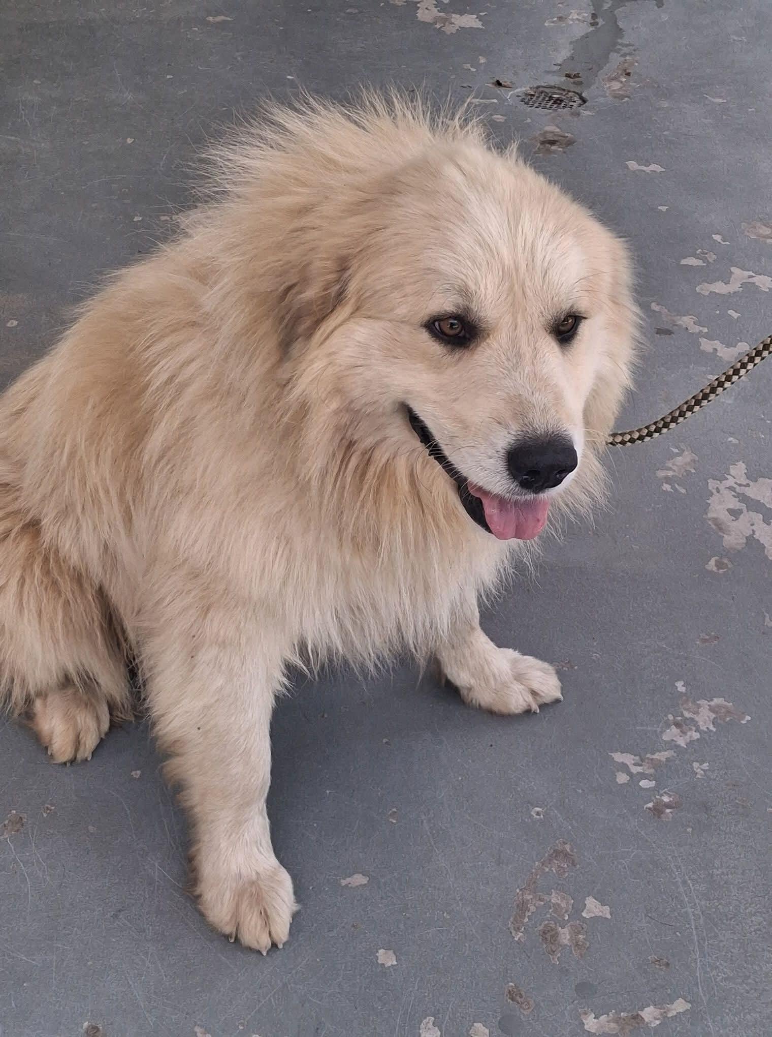 River, ADOPTABLE, Adult Female Great Pyrenees.