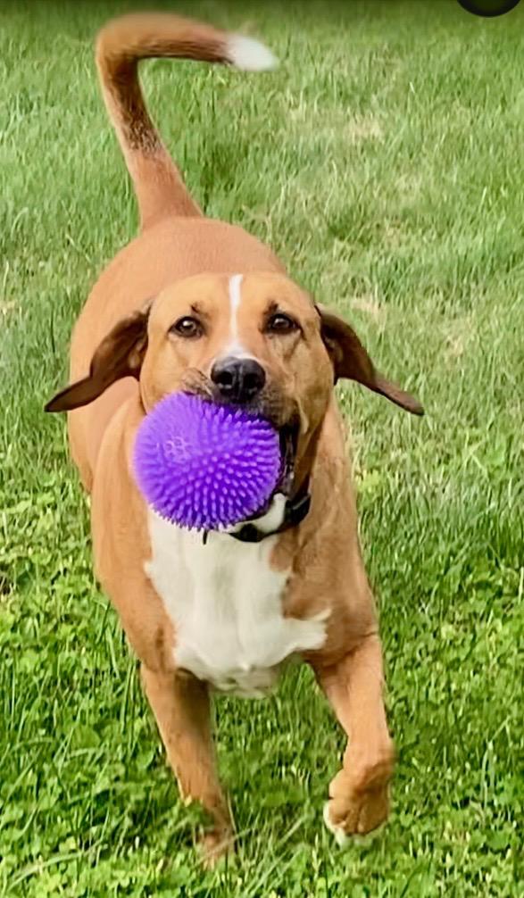 Enlarge Atlas, a Adoptable mixed breed in Akron, OH image 3/3