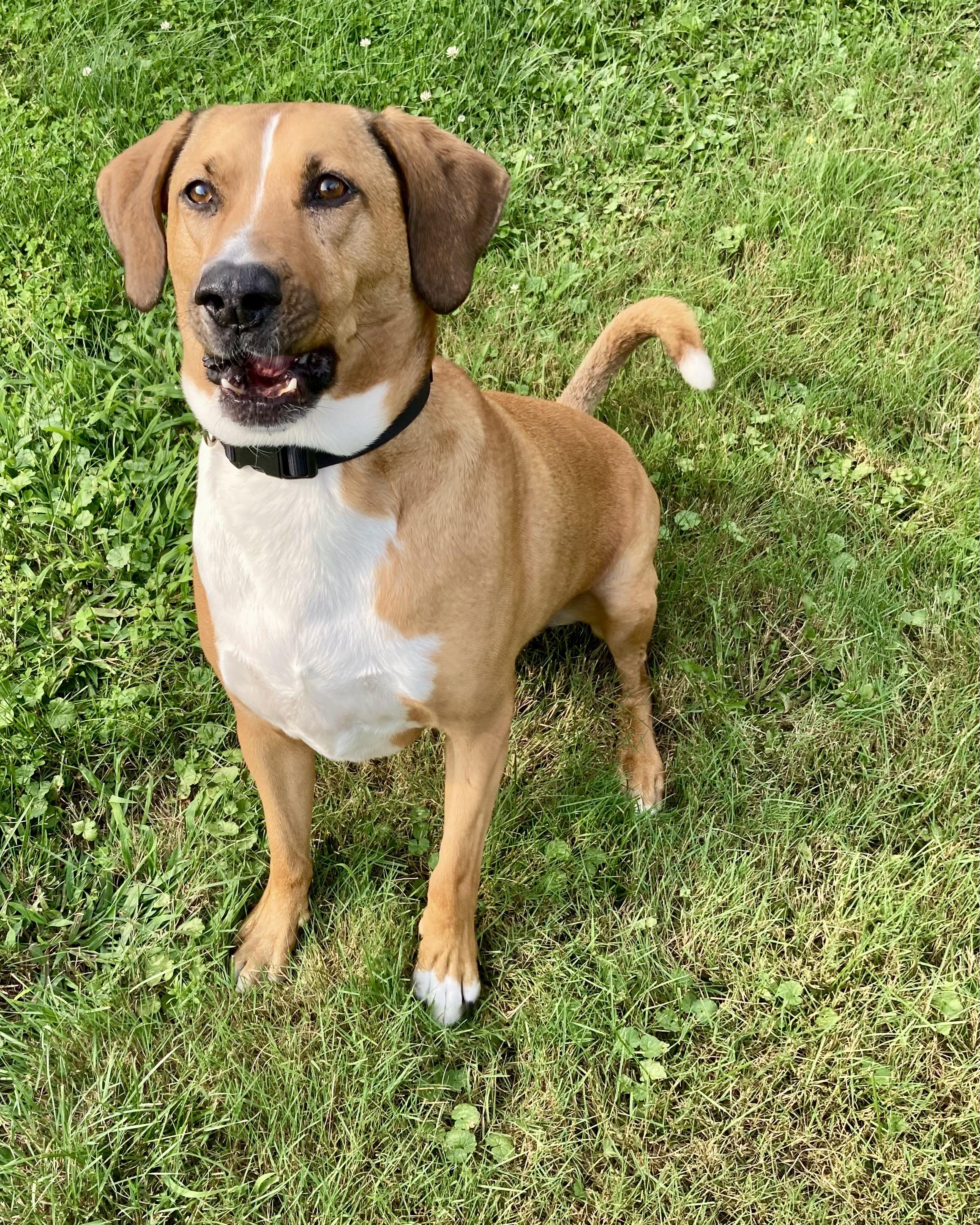Enlarge Atlas, a Adoptable mixed breed in Akron, OH image 2/3