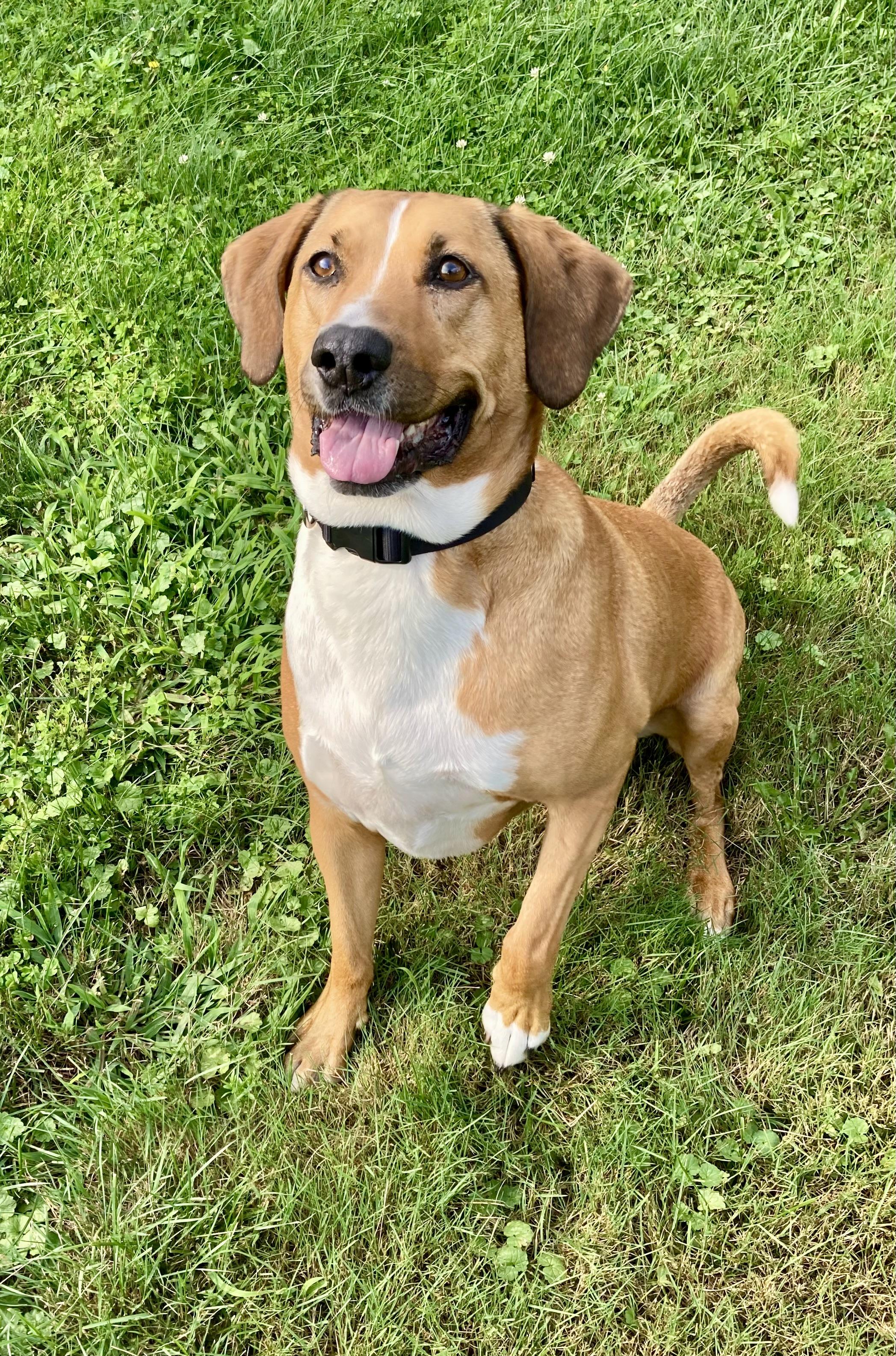 Atlas, Adoptable, Adult Male Redbone Coonhound.