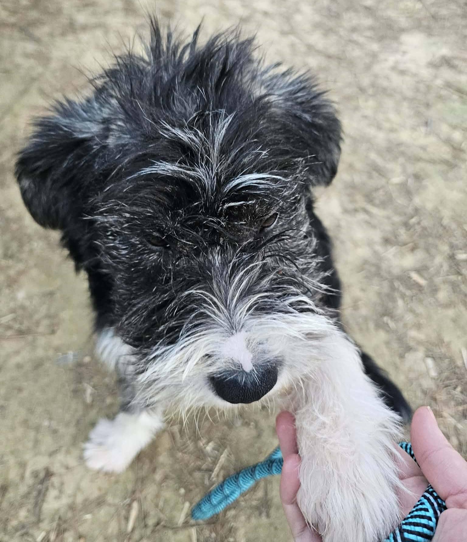 Enlarge Scotty, a ADOPTABLE Terrier in Fort Payne, AL image 6/6