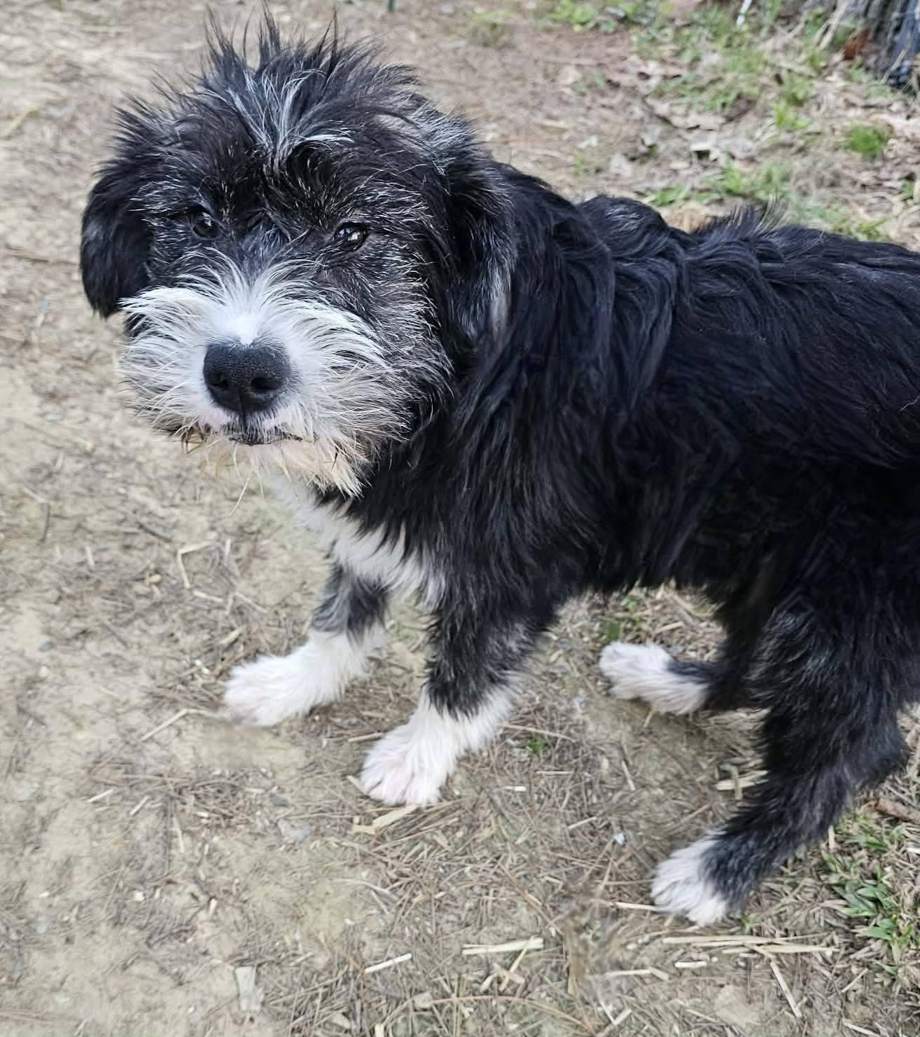 Scotty, ADOPTABLE, Young Male Terrier.