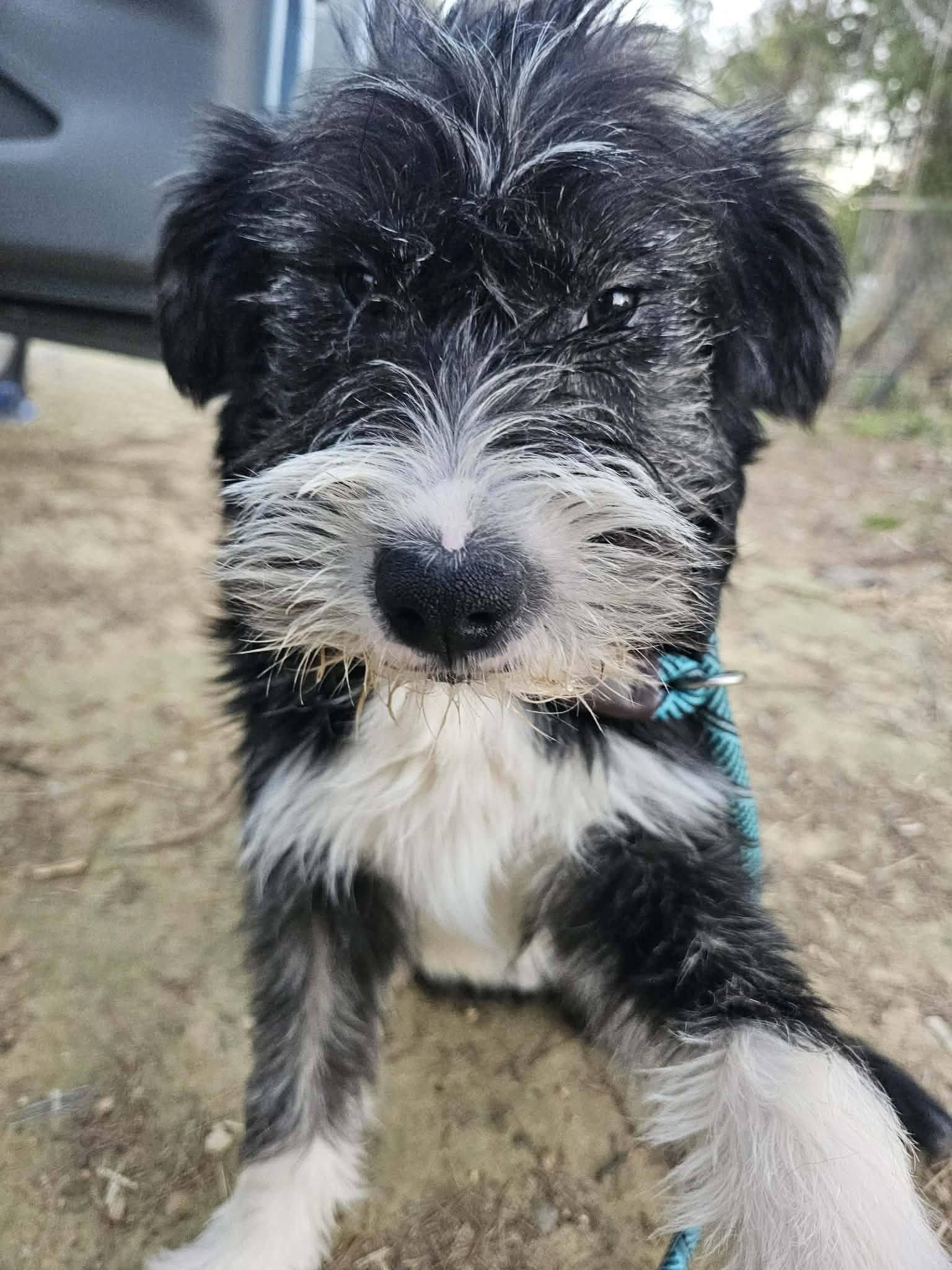 Enlarge Scotty, a ADOPTABLE Terrier in Fort Payne, AL image 3/6