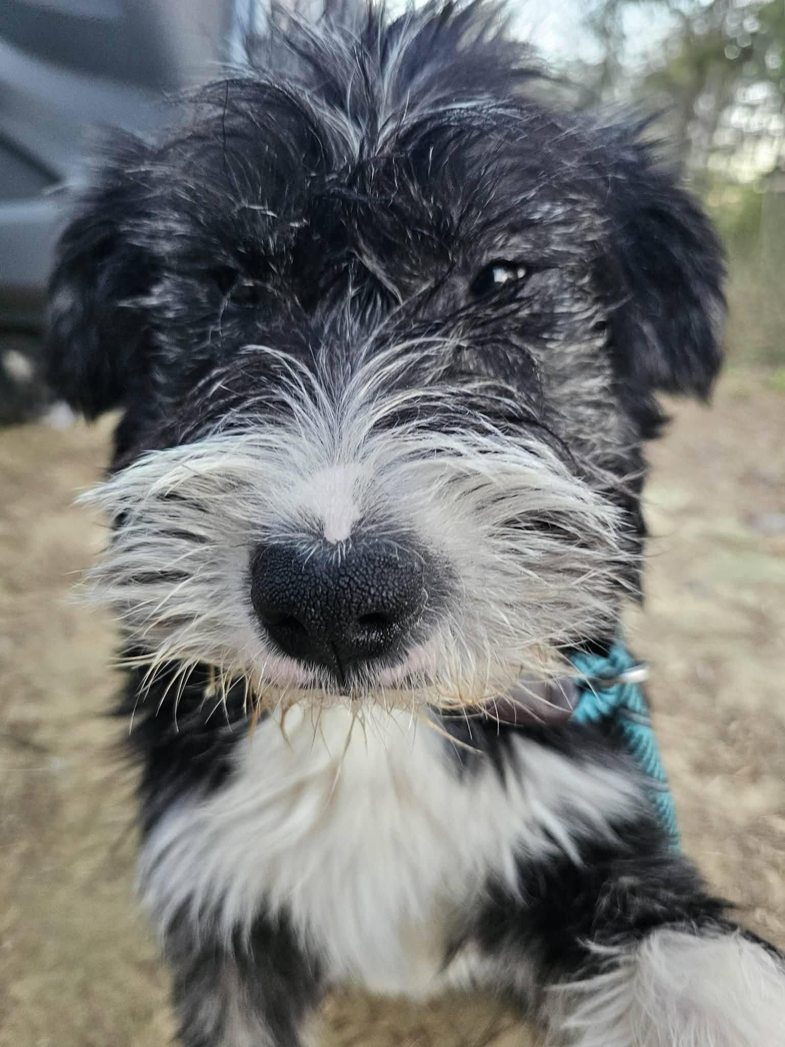 Enlarge Scotty, a ADOPTABLE Terrier in Fort Payne, AL image 2/6