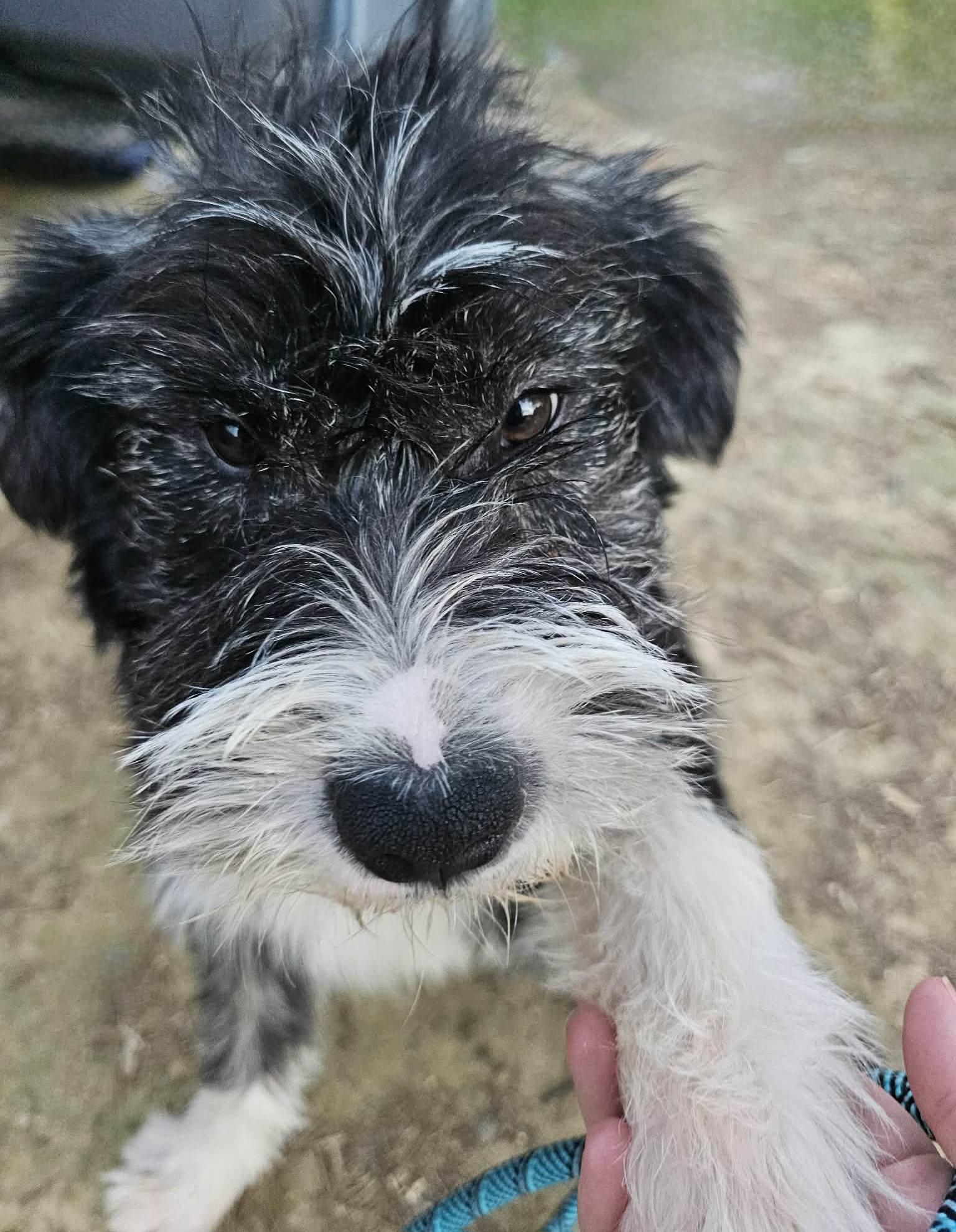 Enlarge Scotty, a ADOPTABLE Terrier in Fort Payne, AL image 5/6