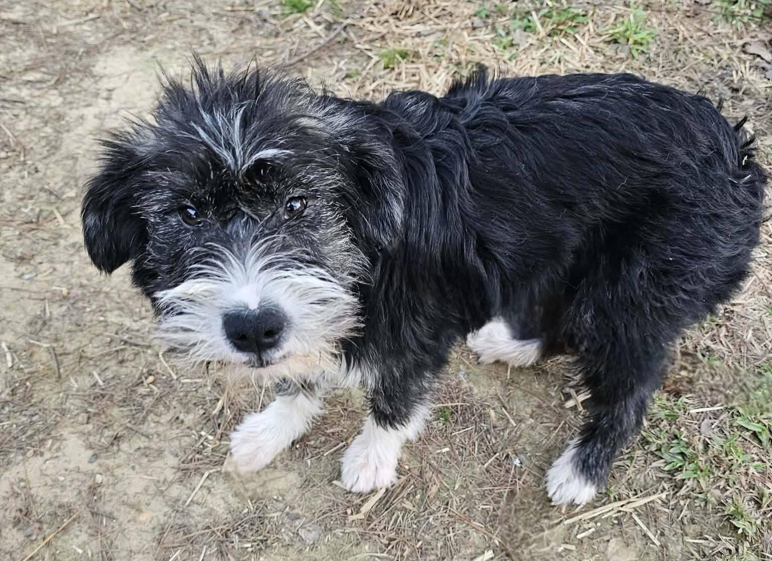 Enlarge Scotty, a ADOPTABLE Terrier in Fort Payne, AL image 4/6