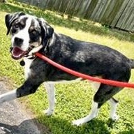 Asher- Needs a forever home!, an adoptable Catahoula Leopard Dog, Affenpinscher in Birmingham, MI, 48012 | Photo Image 1