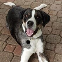 Asher- Needs a forever home!, an adoptable Catahoula Leopard Dog, Affenpinscher in Birmingham, MI, 48012 | Photo Image 2