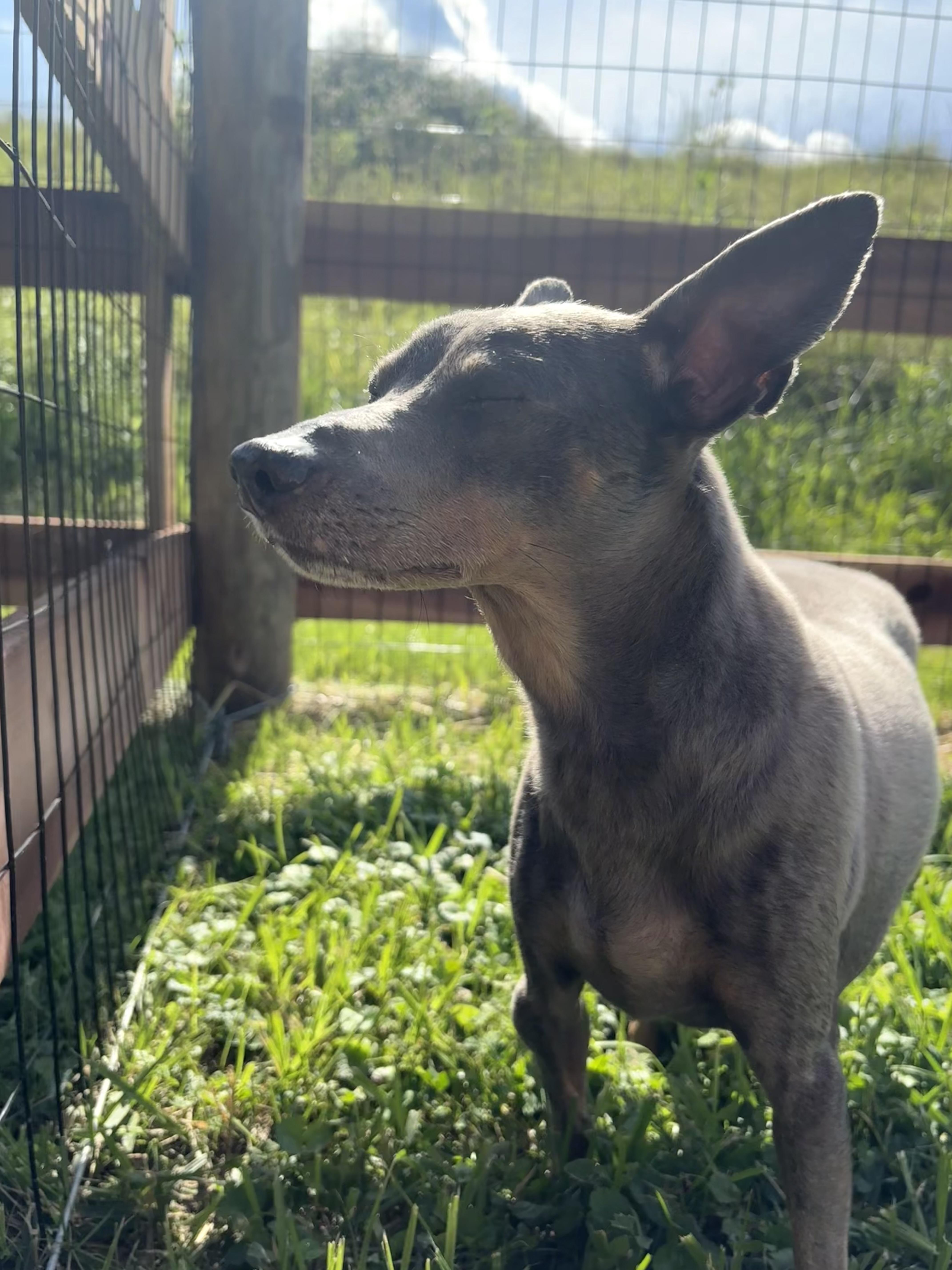 Trouble, a ADOPTABLE Miniature Pinscher in Wilder, KY image 2/6