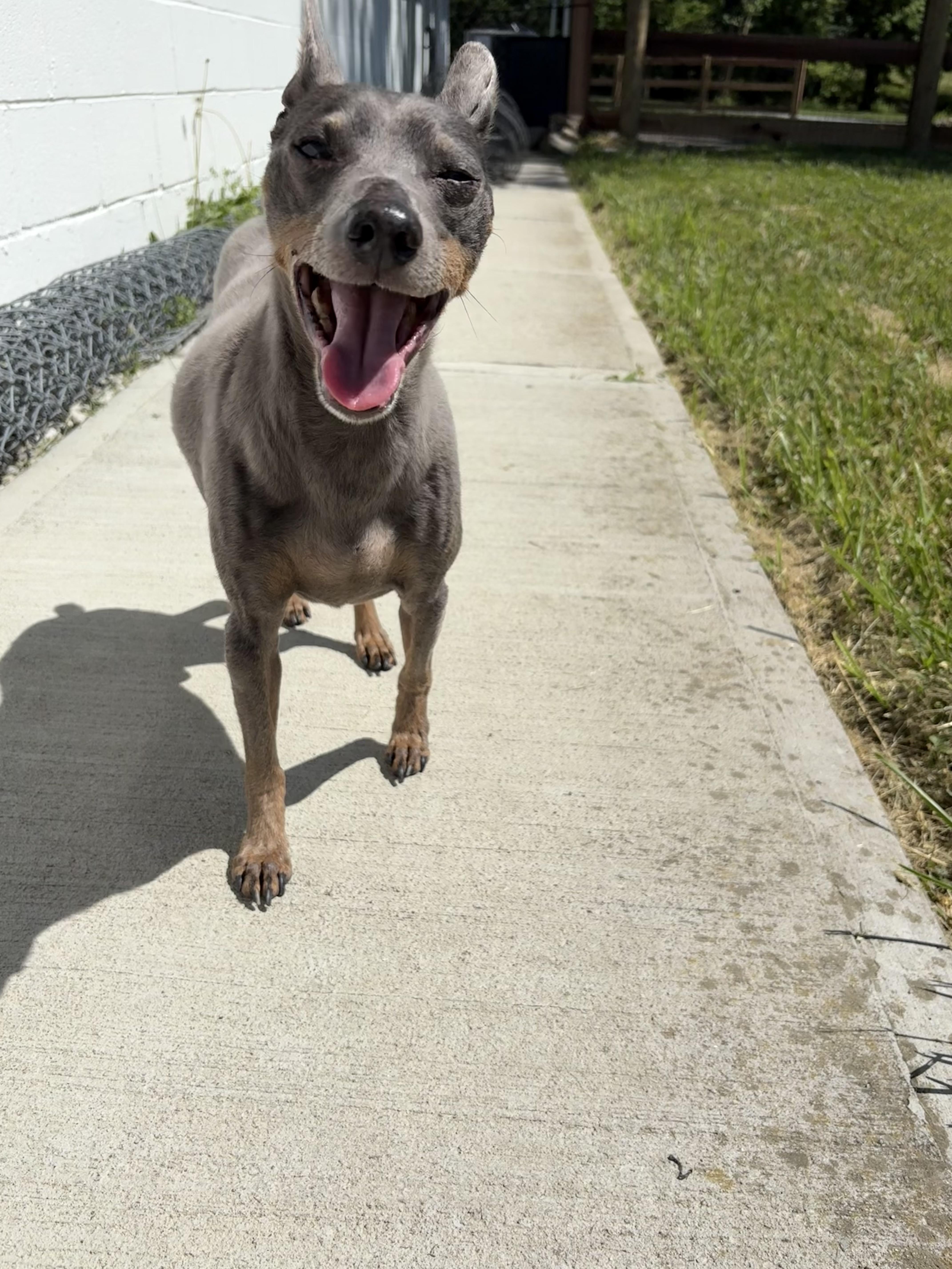 Trouble, a ADOPTABLE Miniature Pinscher in Wilder, KY image 1/6