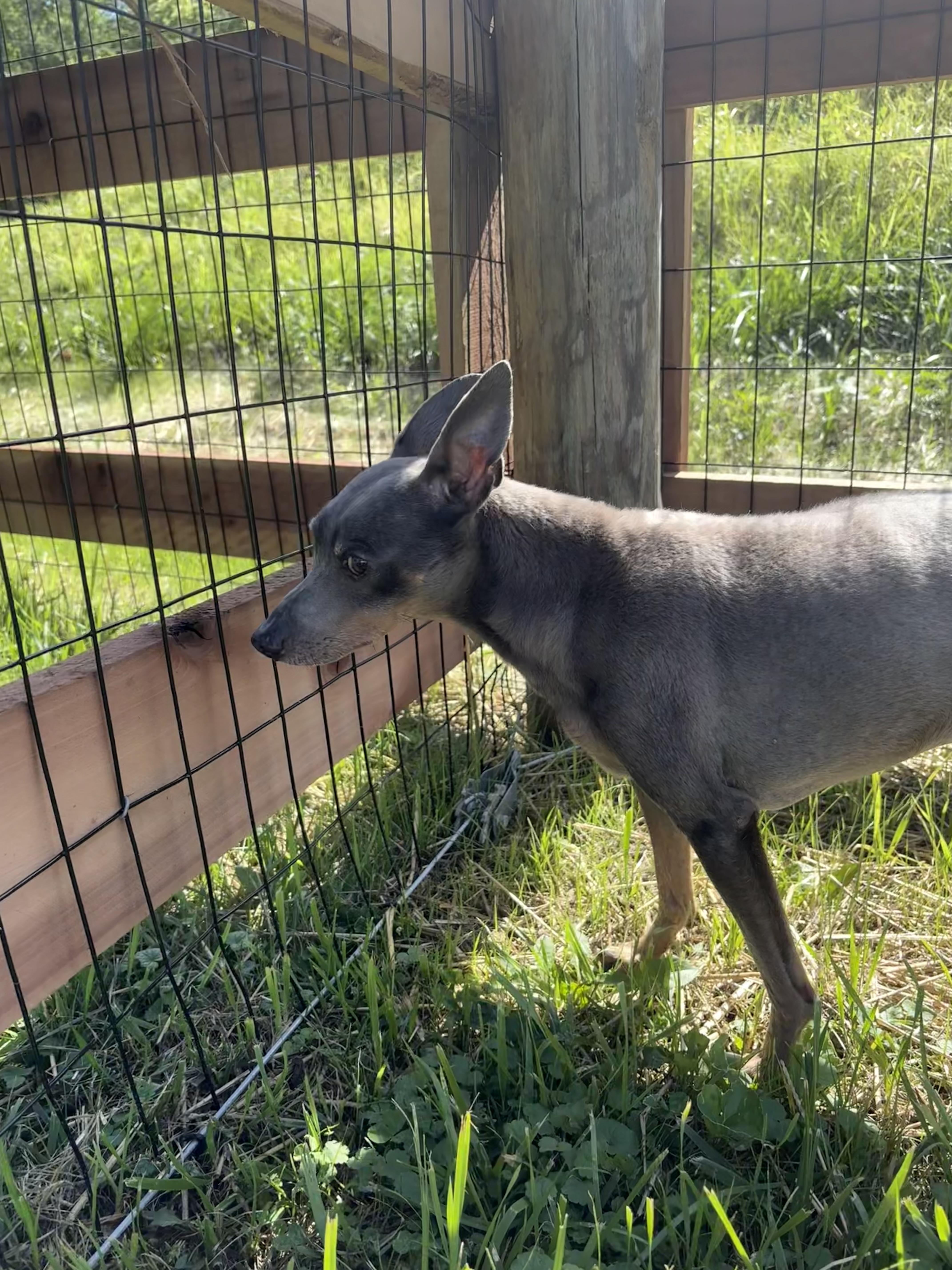 Trouble, a ADOPTABLE Miniature Pinscher in Wilder, KY image 6/6