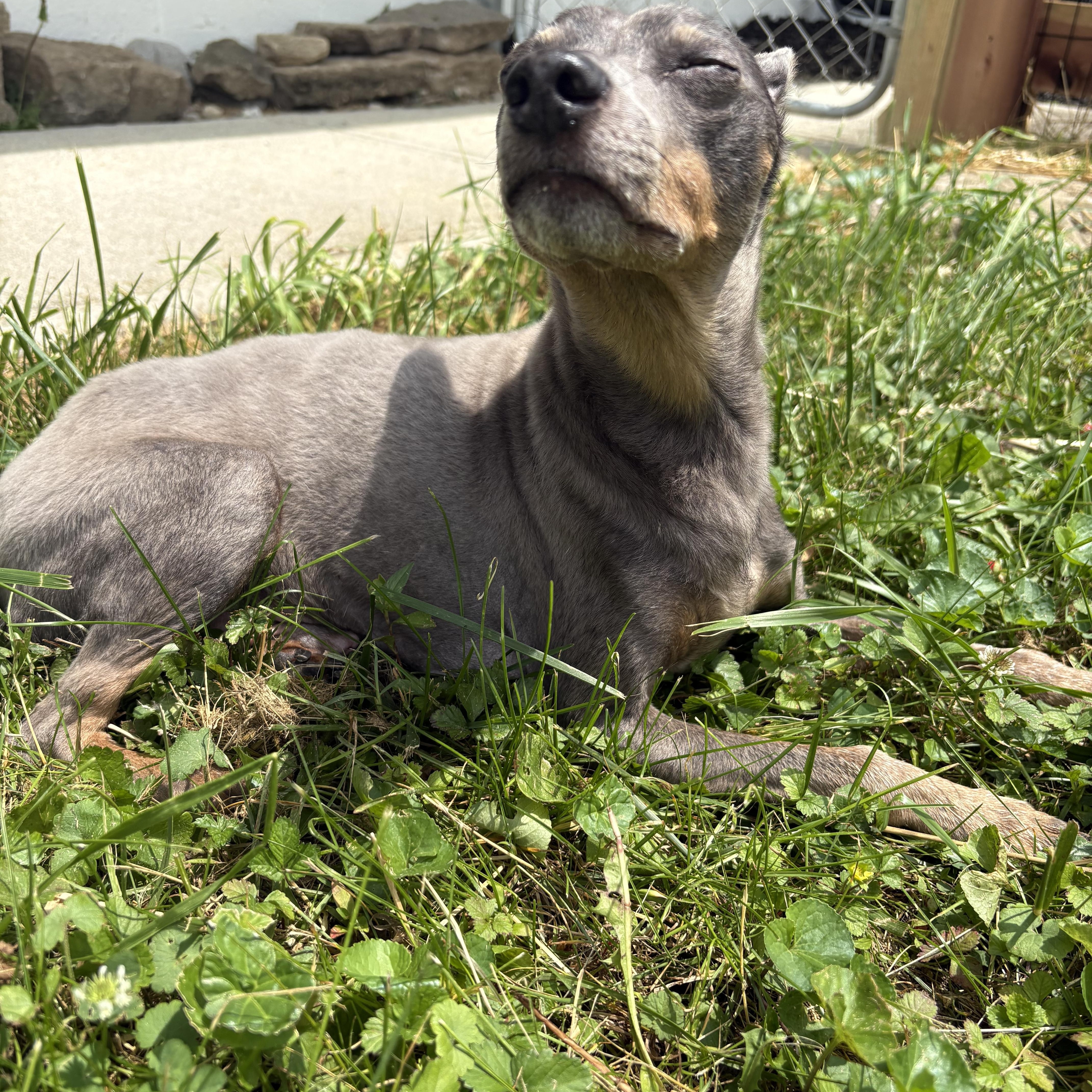 Trouble, a ADOPTABLE Miniature Pinscher in Wilder, KY image 3/6