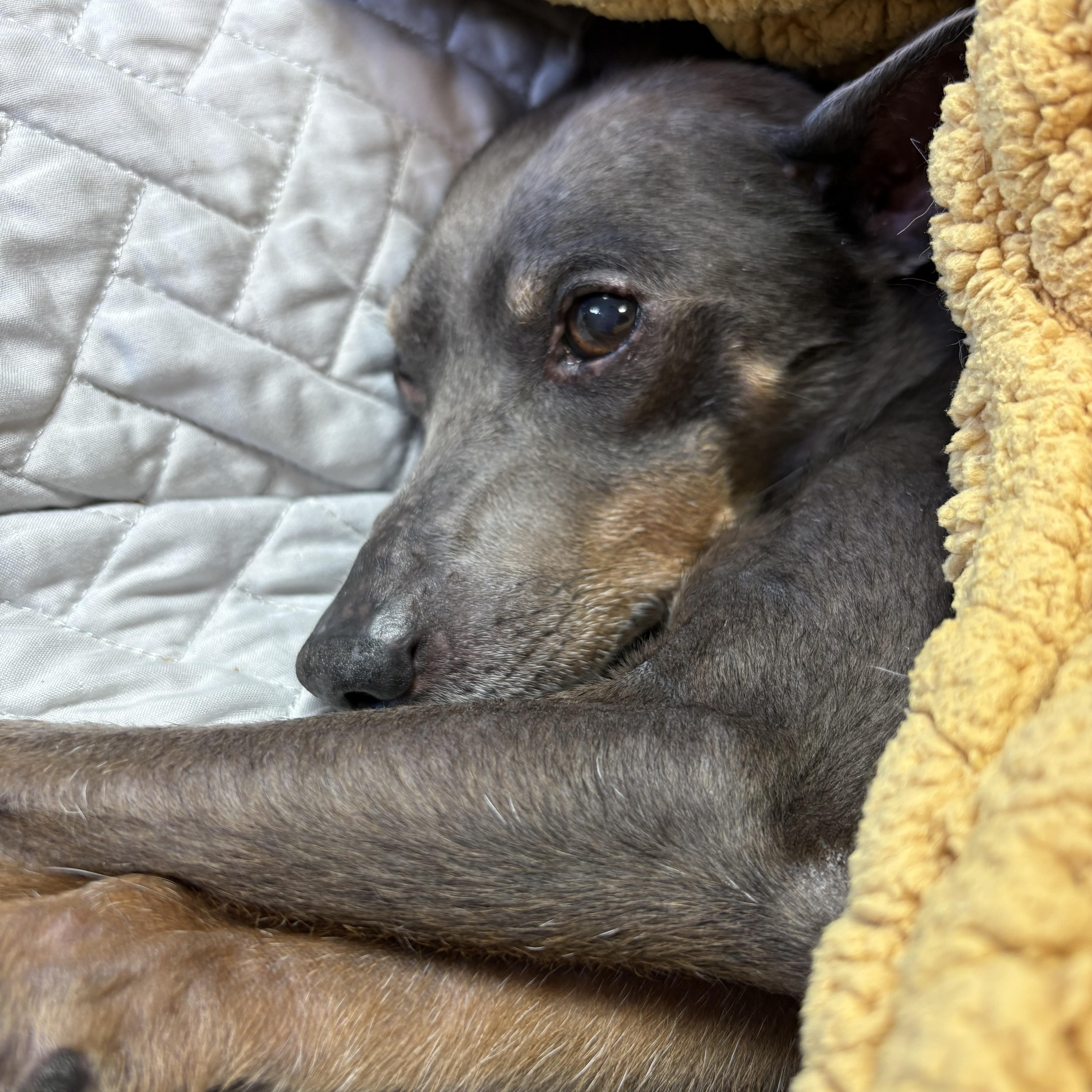 Trouble, a ADOPTABLE Miniature Pinscher in Wilder, KY image 4/6
