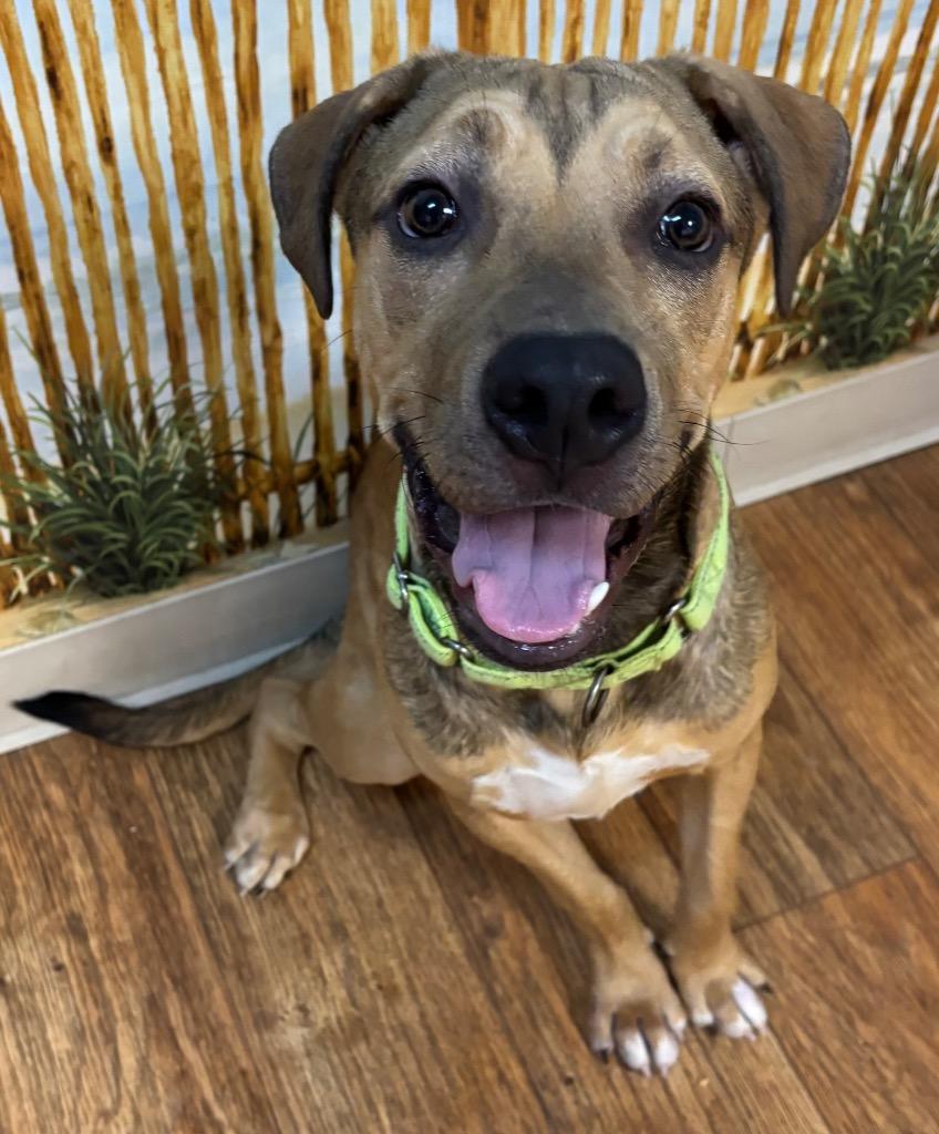 Enlarge Spike, a Adoptable Mixed Breed in Ocala, FL image 1/1