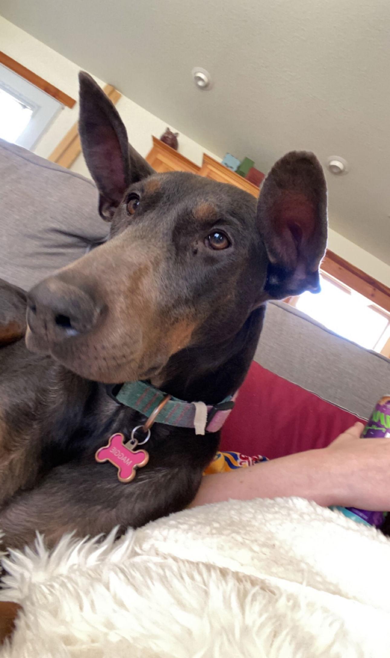 Enlarge Maggie Foster Needed!!, a Adoptable Doberman Pinscher in Buffalo, MN image 1/3