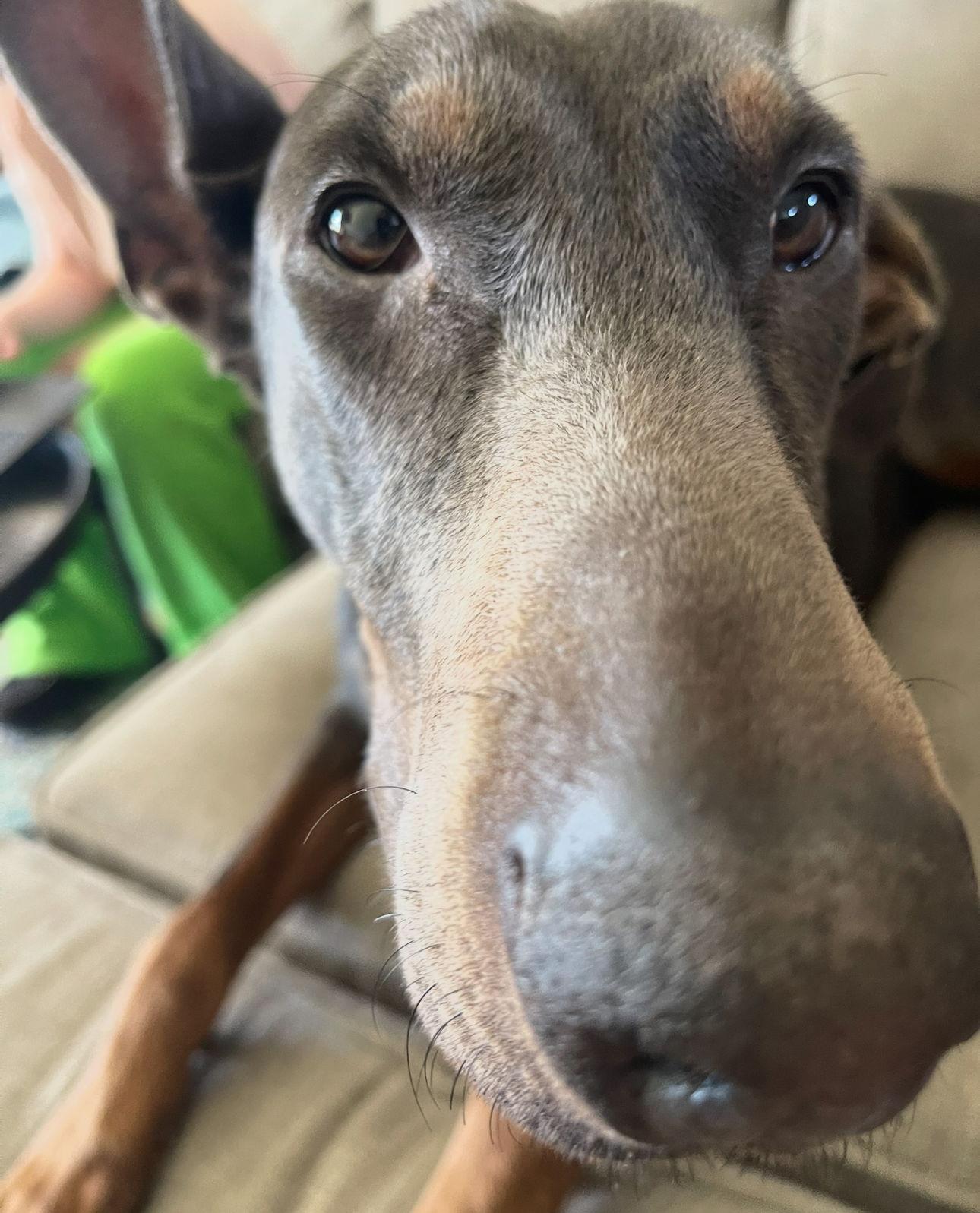 Enlarge Maggie Foster Needed!!, a Adoptable Doberman Pinscher in Buffalo, MN image 2/3