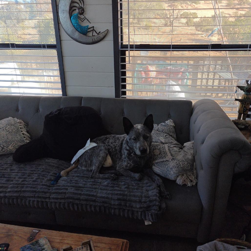 Petewie Pete, Adoptable, Senior Male Australian Cattle Dog / Blue Heeler & Mixed Breed.