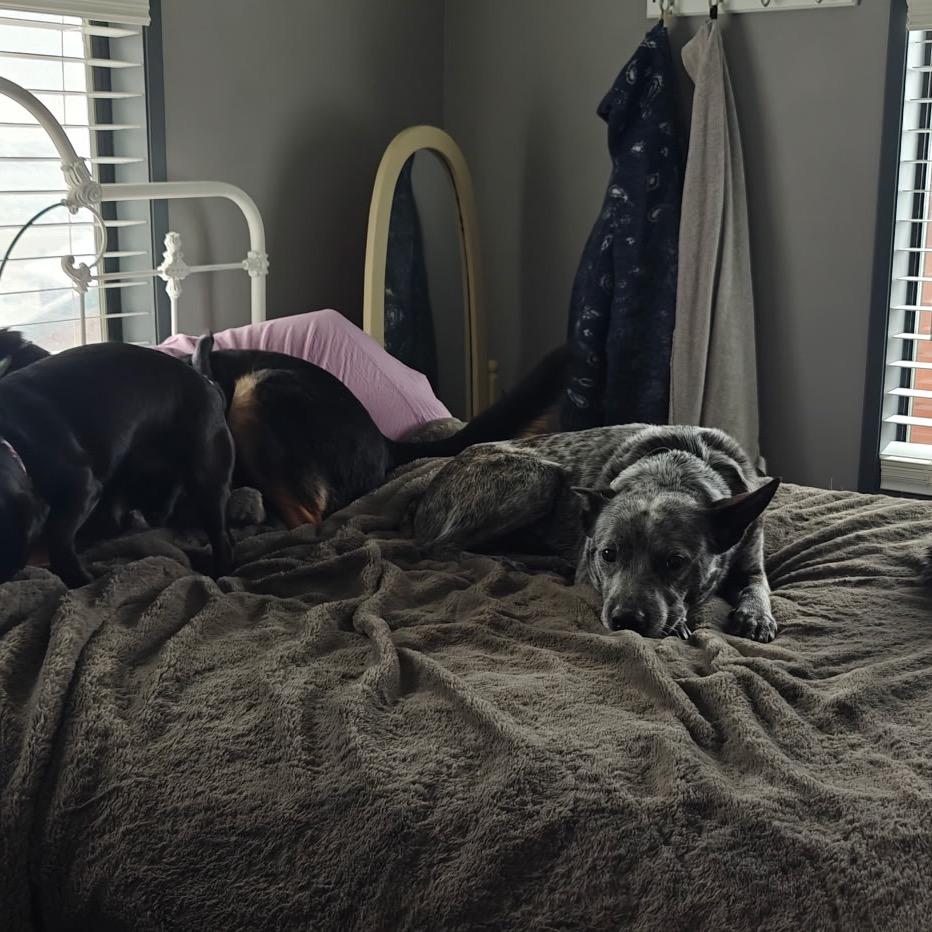 Enlarge Petewie Pete, a Adoptable mixed breed in Moab, UT image 2/6