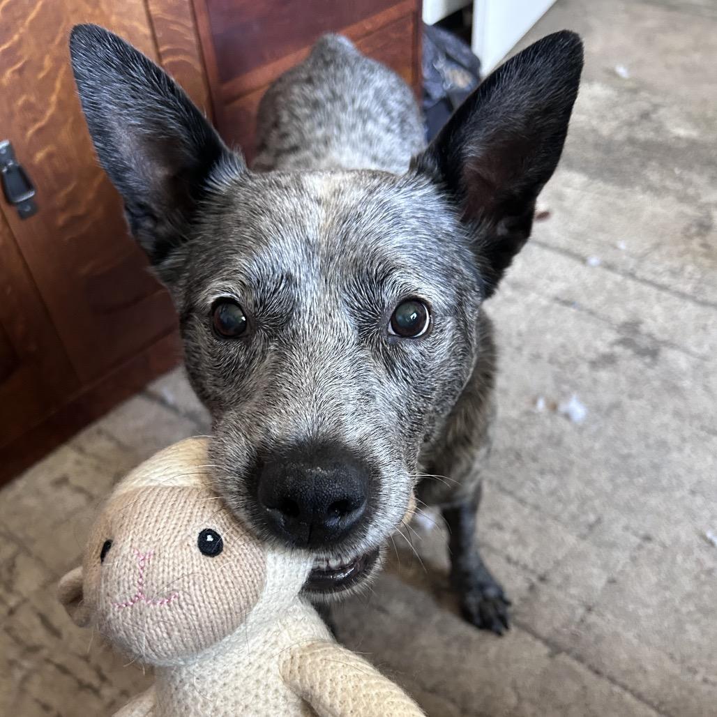 Enlarge Petewie Pete, a Adoptable mixed breed in Moab, UT image 3/6