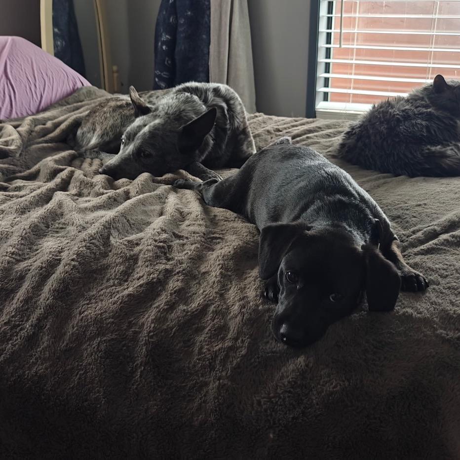 Enlarge Petewie Pete, a Adoptable mixed breed in Moab, UT image 4/6