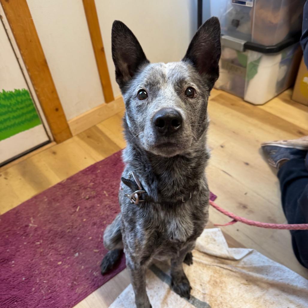 Enlarge Petewie Pete, a Adoptable mixed breed in Moab, UT image 5/6