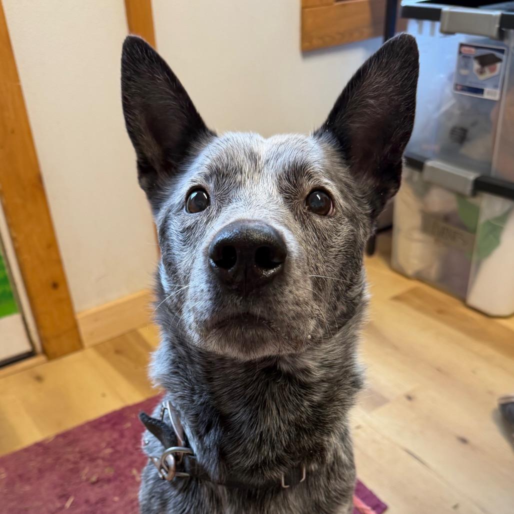 Enlarge Petewie Pete, a Adoptable mixed breed in Moab, UT image 6/6