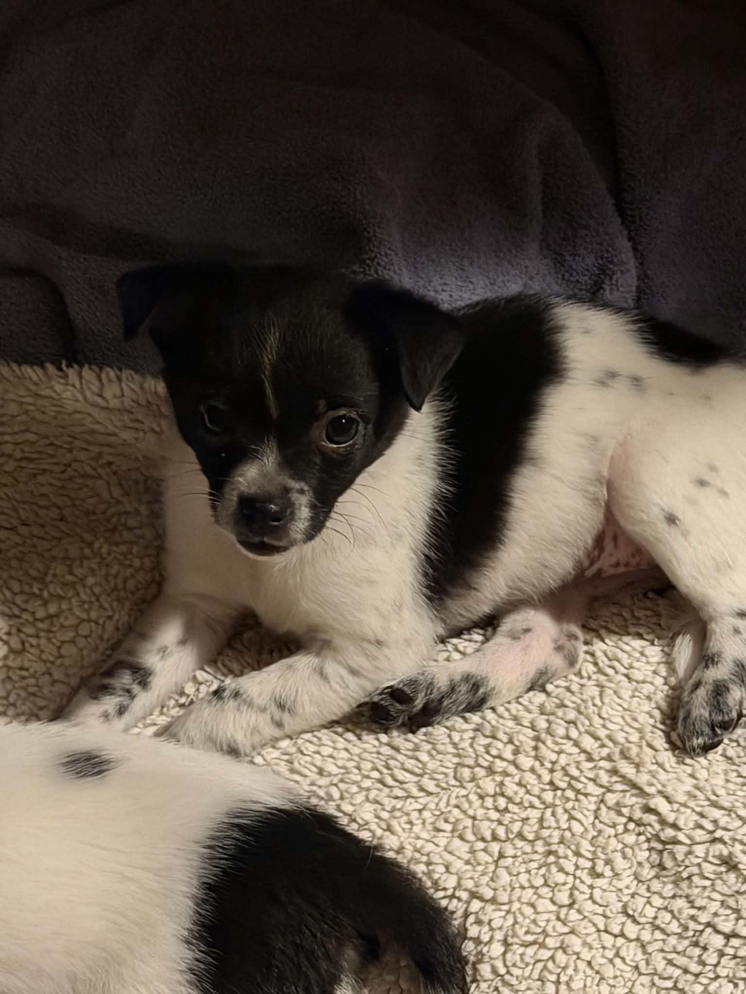 Hannah, an adopted mixed breed in Indianapolis, IN image 3/3