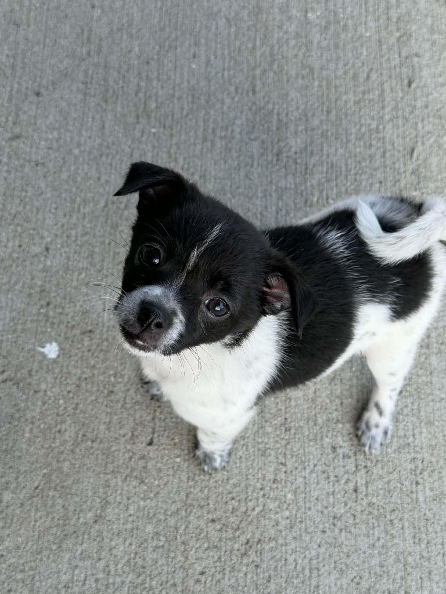 Hannah, an adopted mixed breed in Indianapolis, IN image 1/3