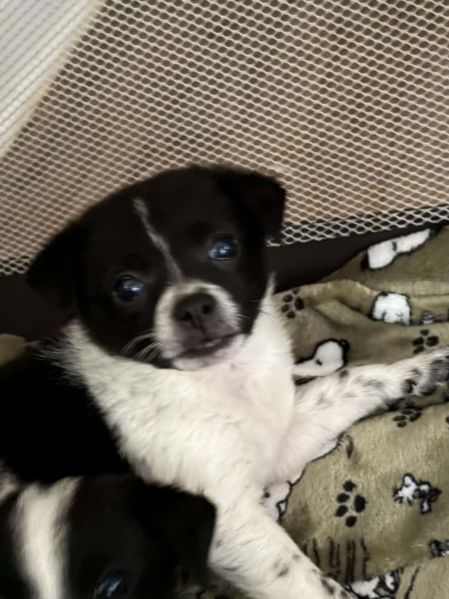 Hannah, an adopted mixed breed in Indianapolis, IN image 2/3