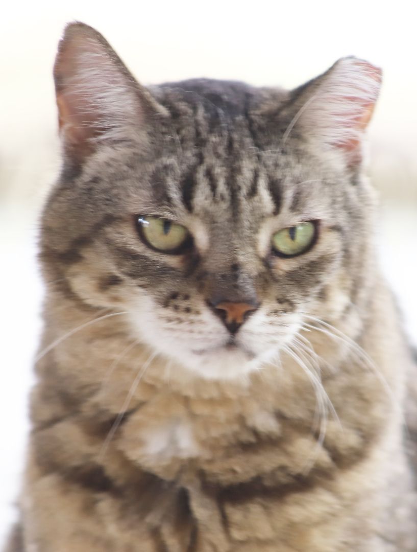 Katie, a Adoptable Domestic Short Hair in North Fort Myers, FL image 1/8