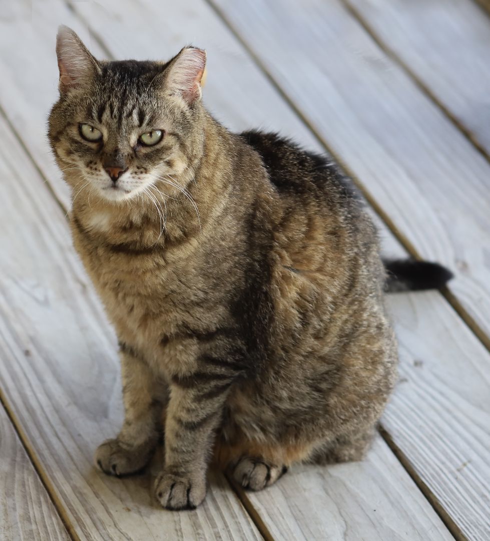 Katie, a Adoptable Domestic Short Hair in North Fort Myers, FL image 2/8