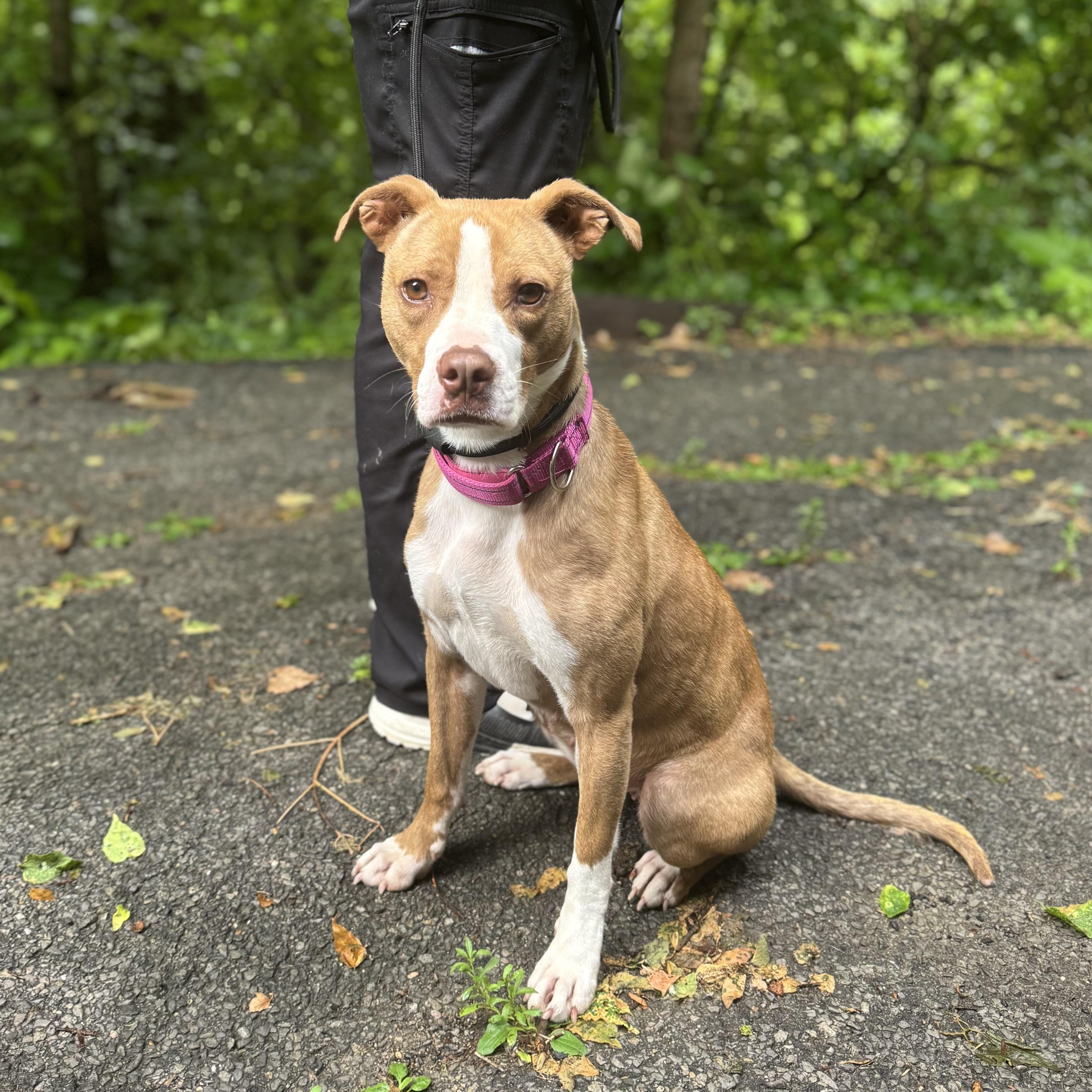 Honey, Adult Female Mixed Breed