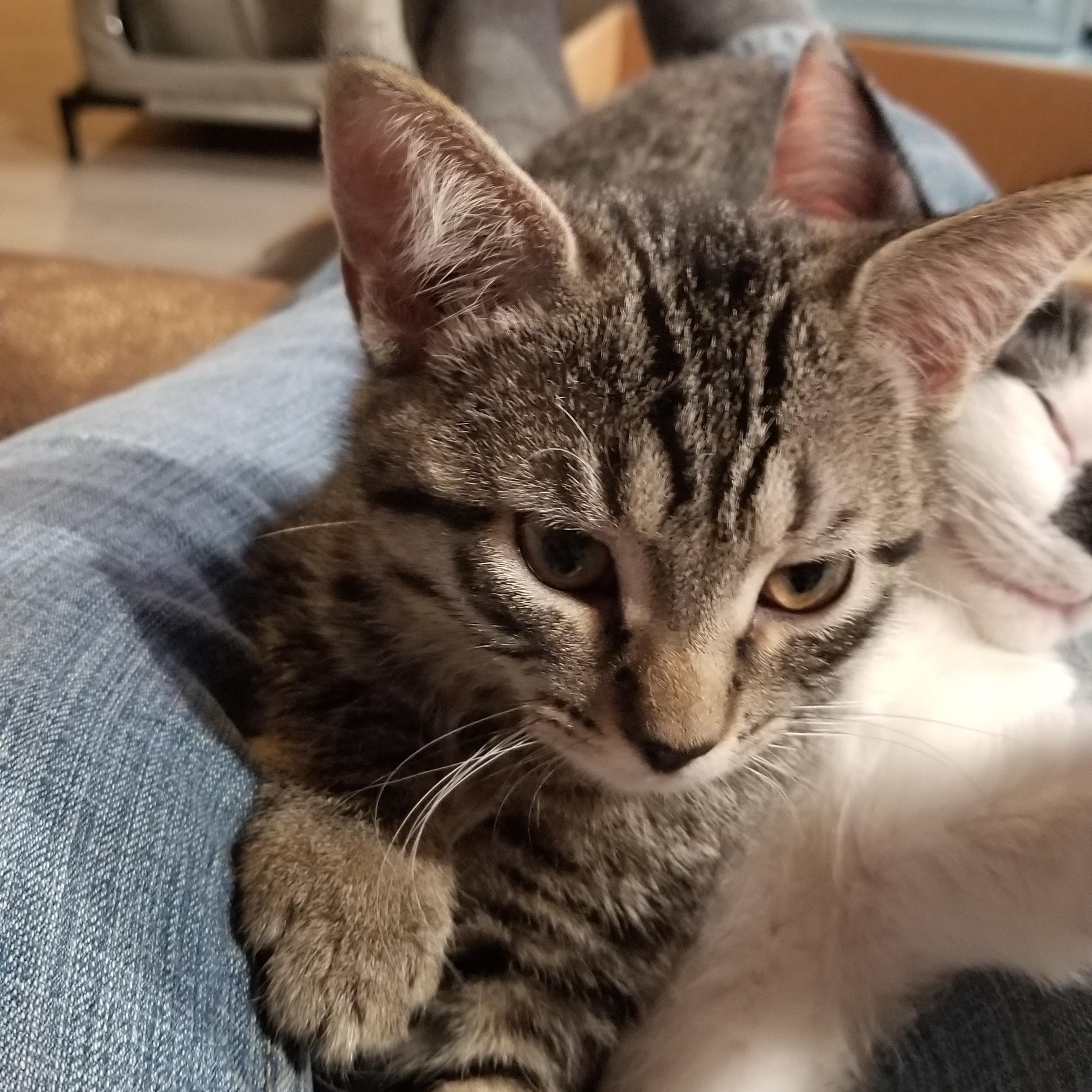 Bailey, Adoptable, Kitten Female Tabby.