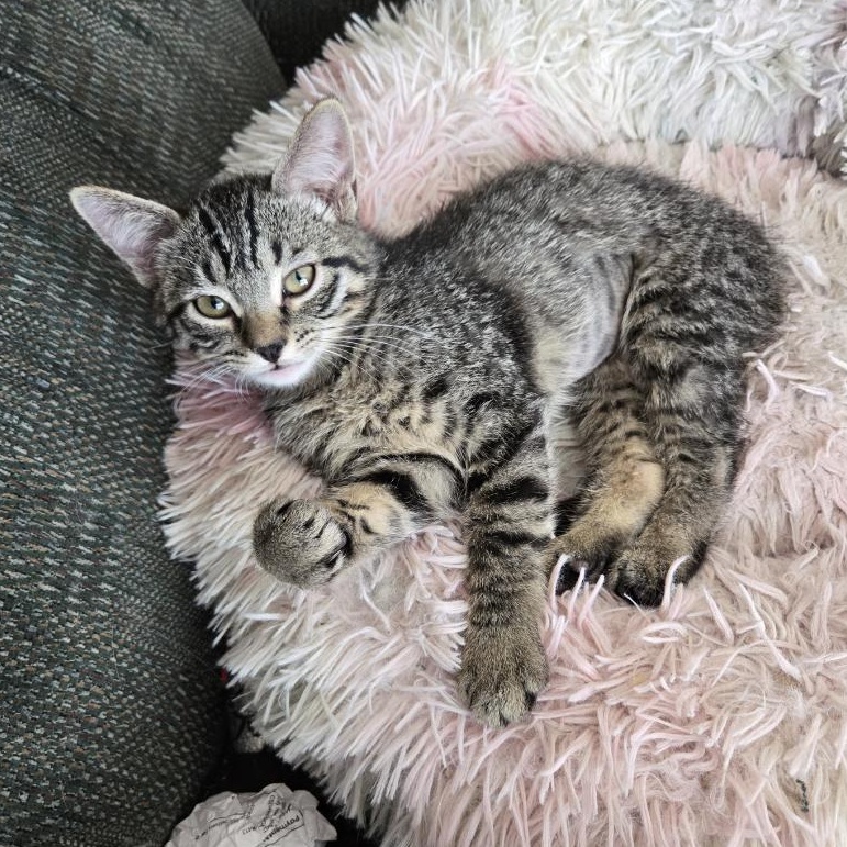 Bailey, a Adoptable Tabby in Cedaredge, CO image 2/5