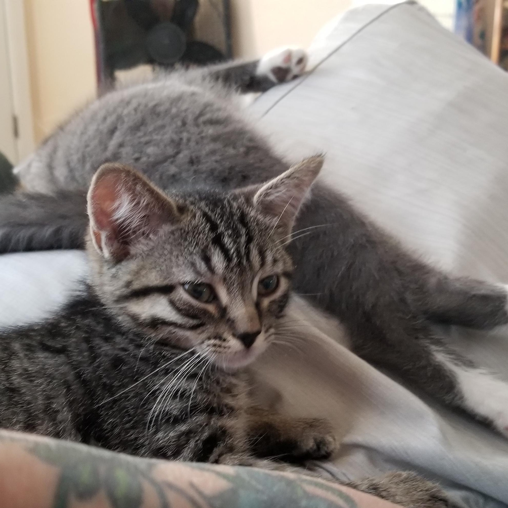 Bailey, a Adoptable Tabby in Cedaredge, CO image 4/5