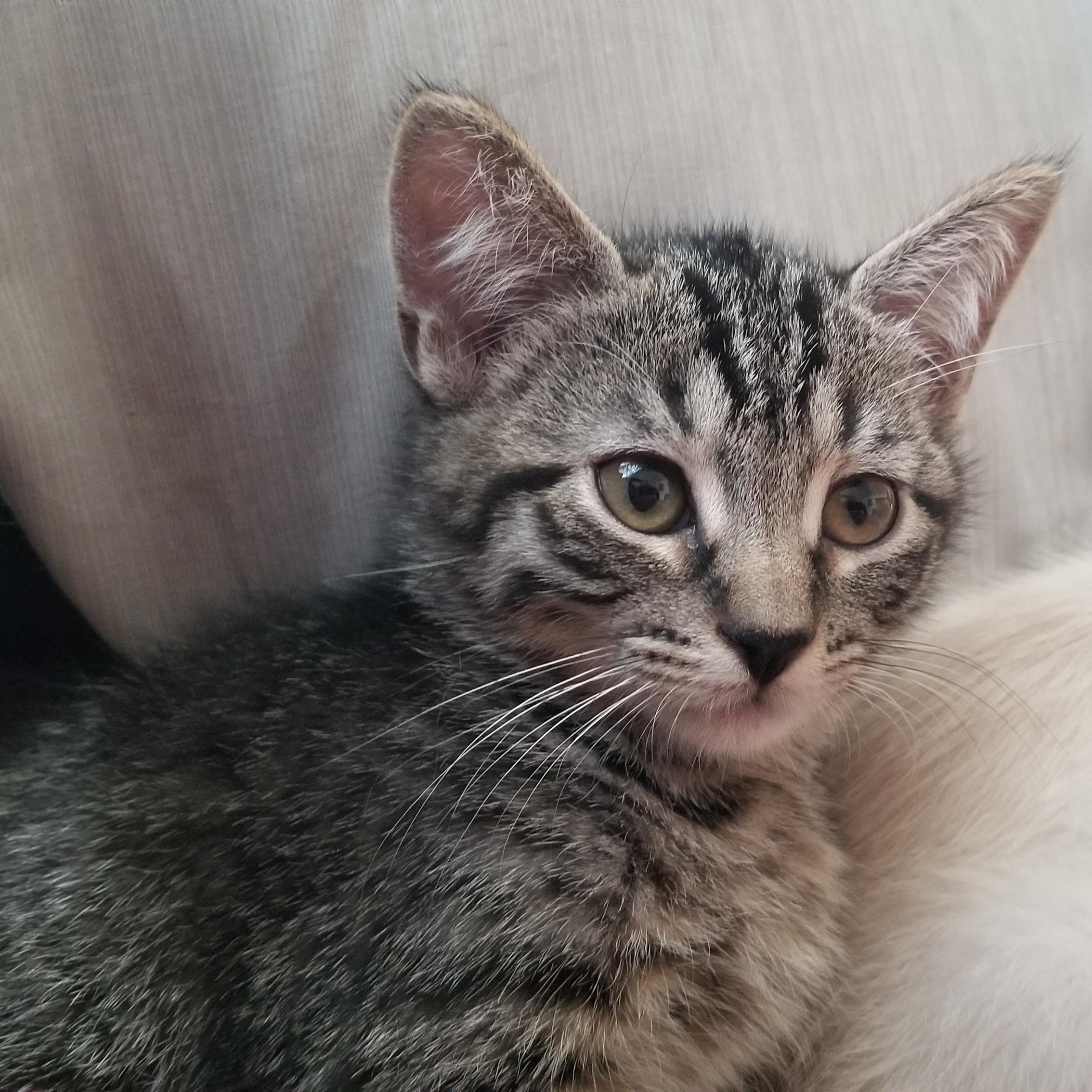 Bailey, a Adoptable Tabby in Cedaredge, CO image 3/5