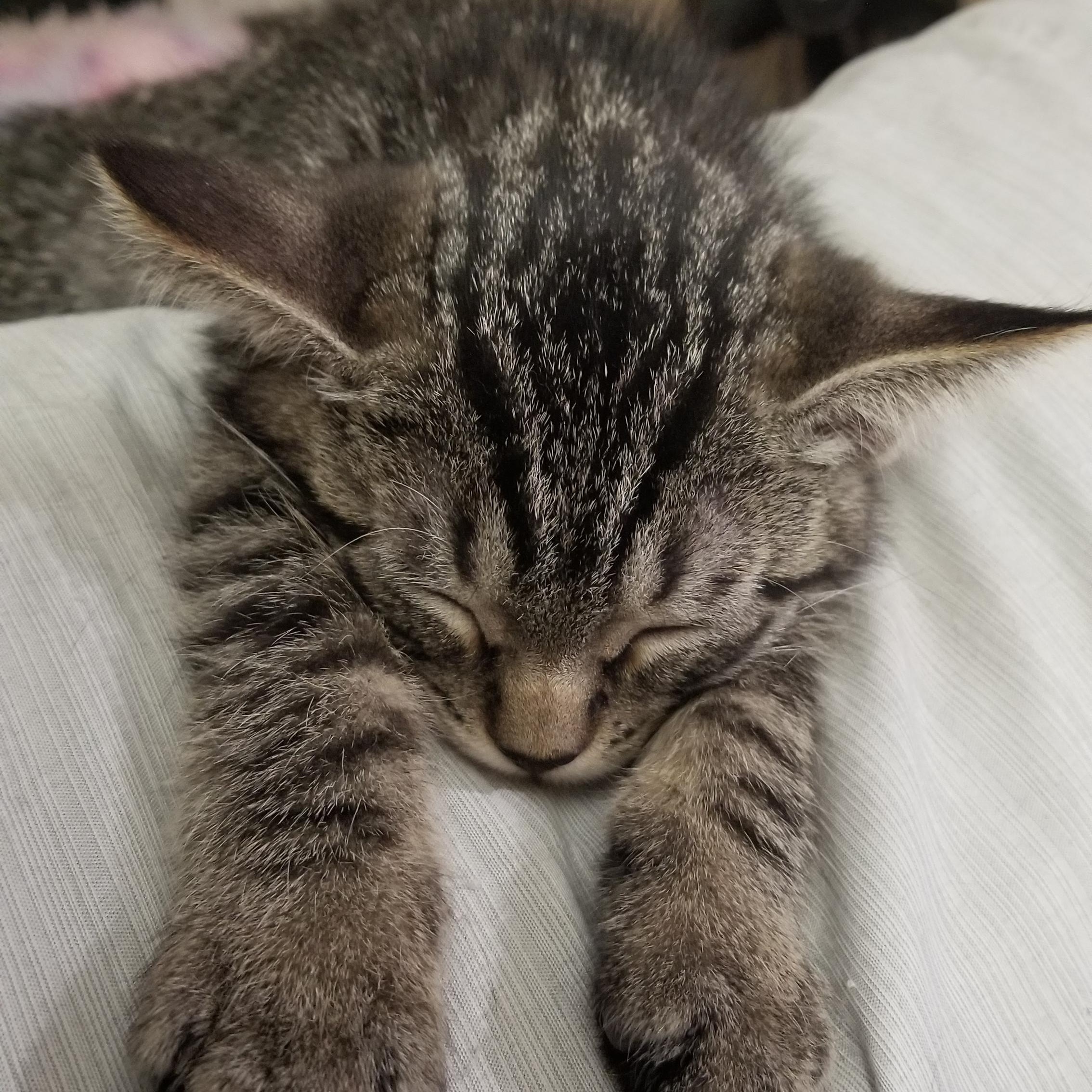 Bailey, a Adoptable Tabby in Cedaredge, CO image 5/5