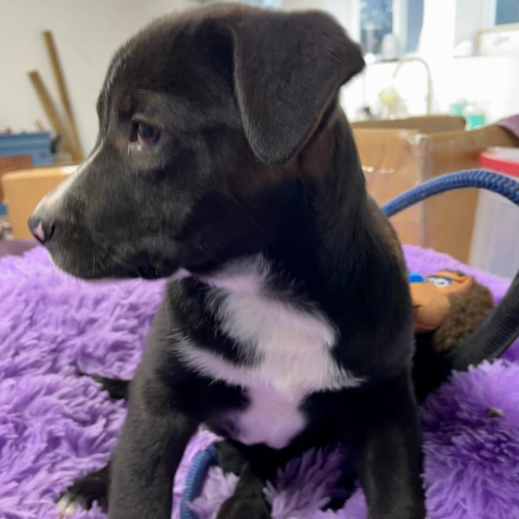 Everett, Adoptable, Adult Male Mixed Breed.