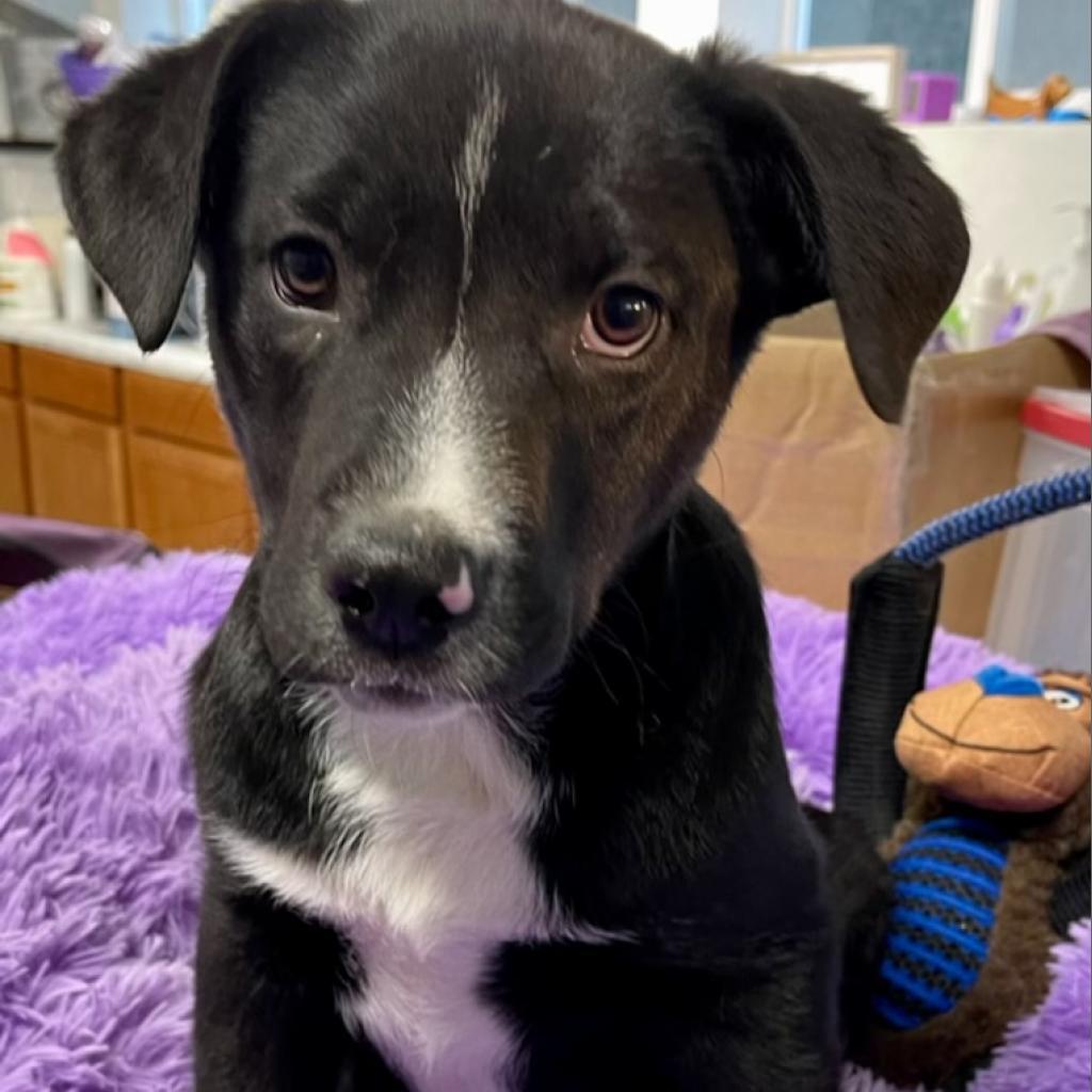 Everett, a Adoptable Mixed Breed in Dallas, TX image 2/3