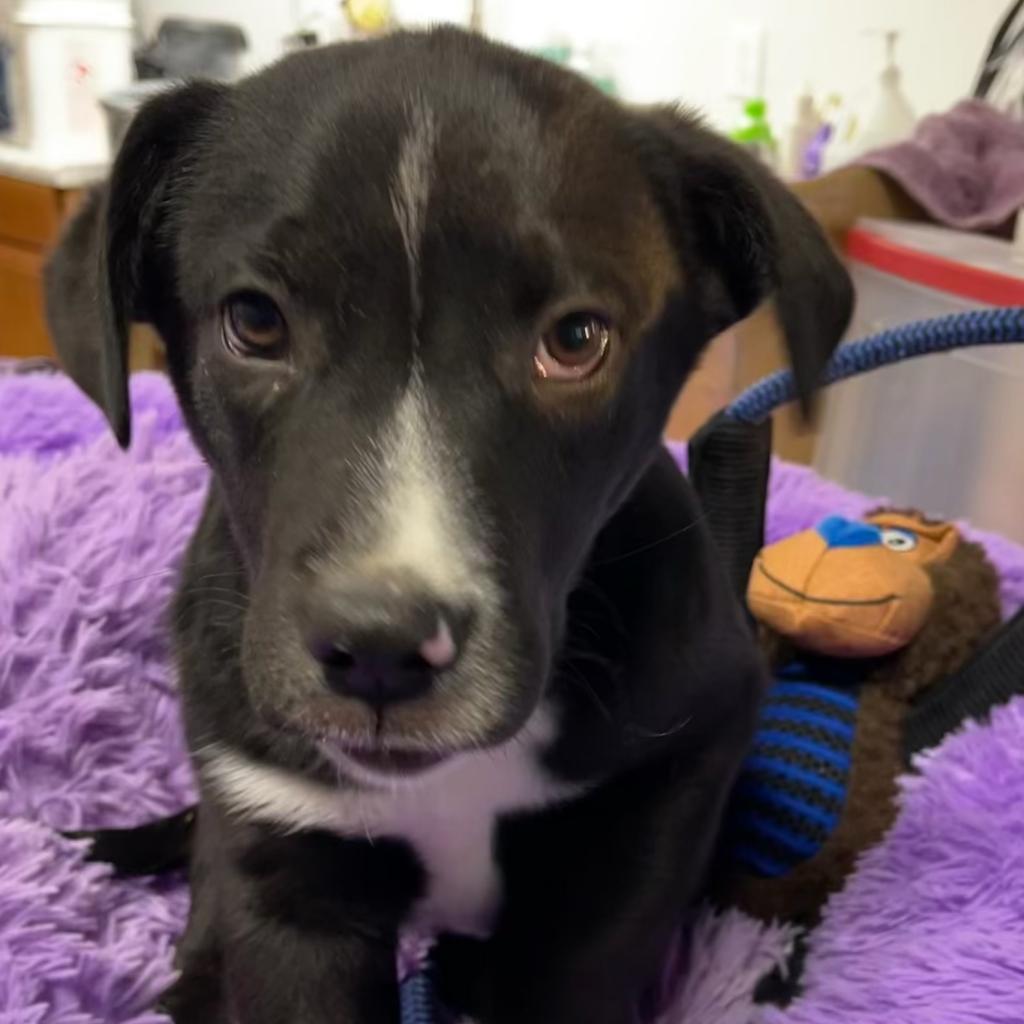 Everett, a Adoptable Mixed Breed in Dallas, TX image 3/3